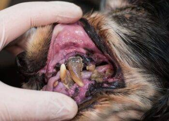 Do Dogs Suffer from Periodontal Disease?