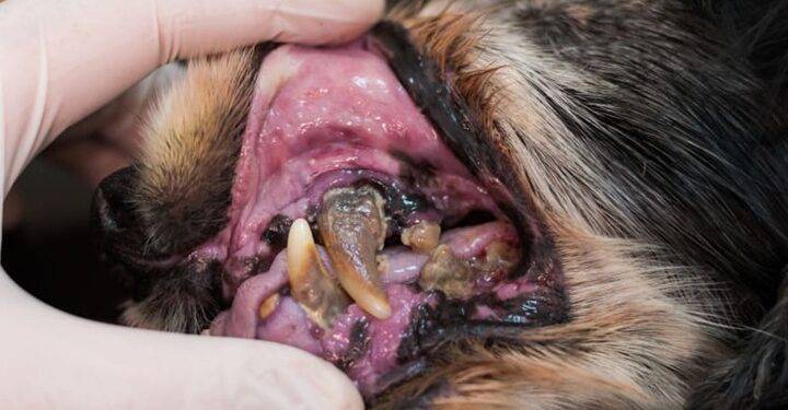 Do Dogs Suffer from Periodontal Disease?