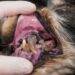 Do Dogs Suffer from Periodontal Disease?